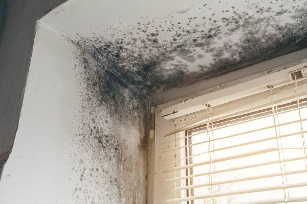 Affordable Attic Mold Remediation solutions in Warrenville, IL