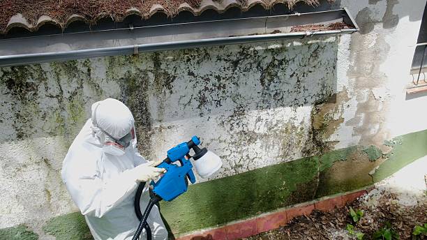 Top rated local Attic Mold Remediation specialists in Warrenville, IL